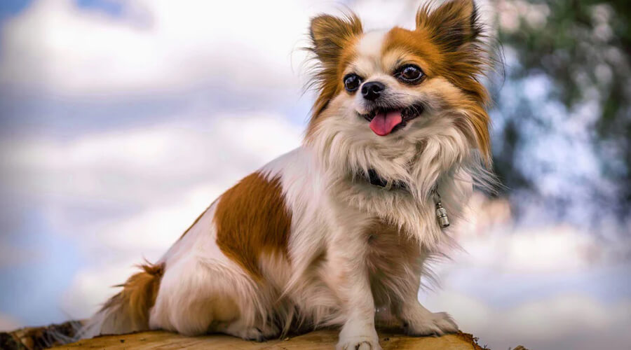 The Chihuahua: Small but Mighty, and Full of Personality